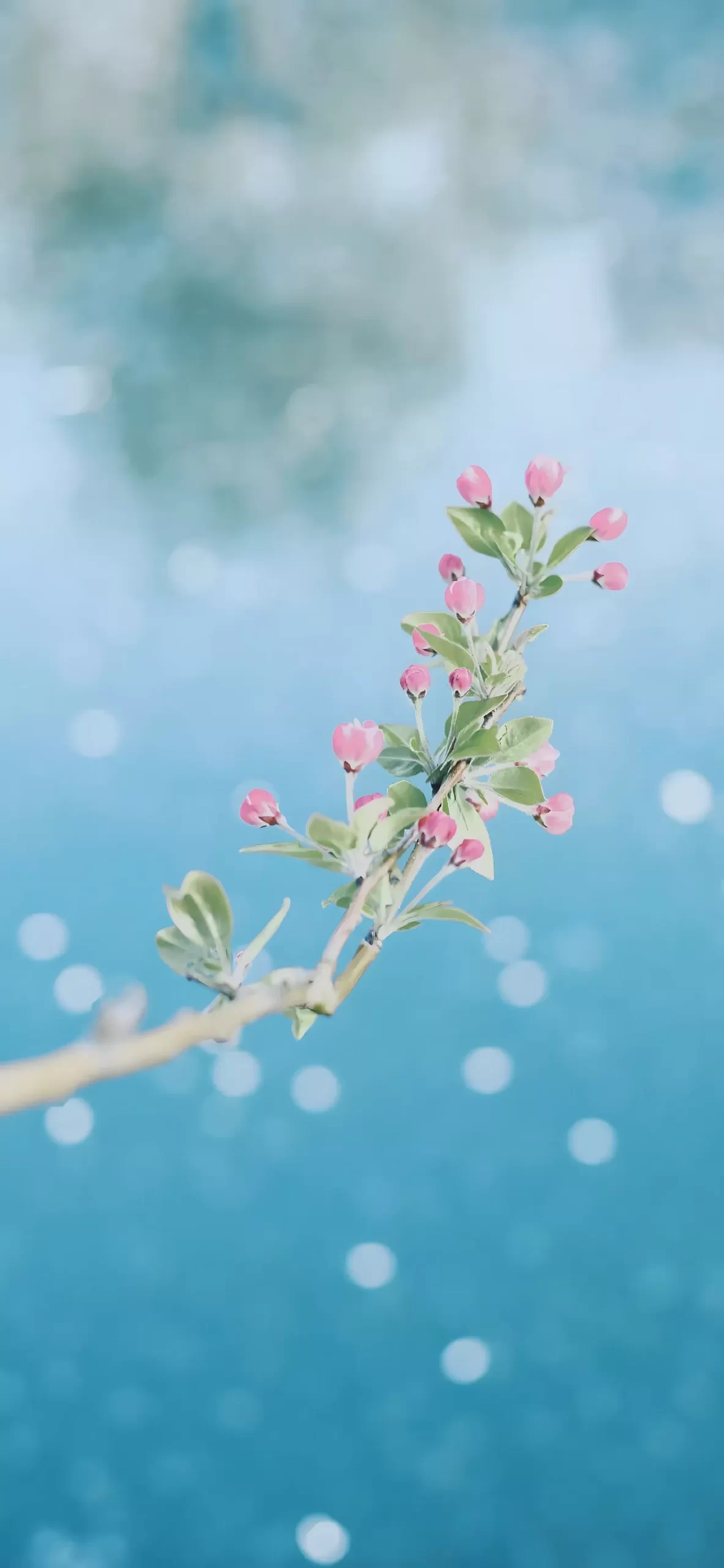 精选壁纸 | 春风吹海棠插图4