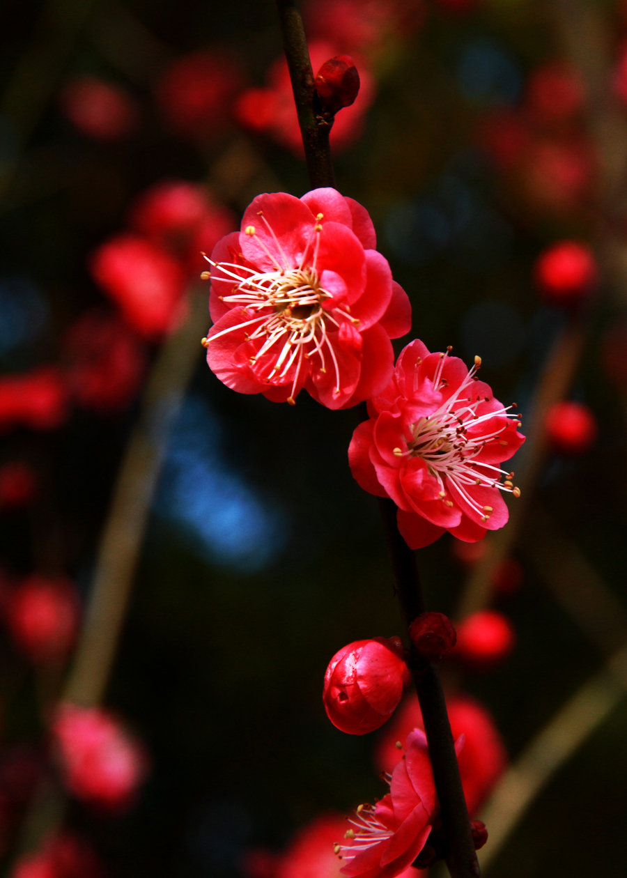 高清图片：梅花插图