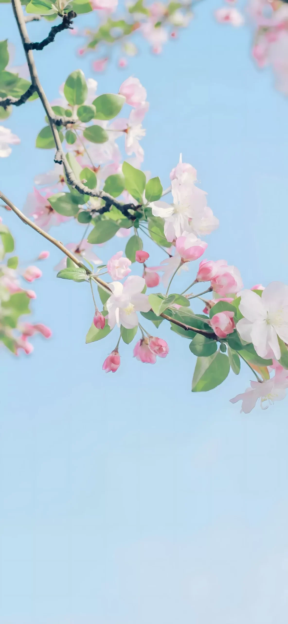 精选壁纸 | 春风吹海棠插图