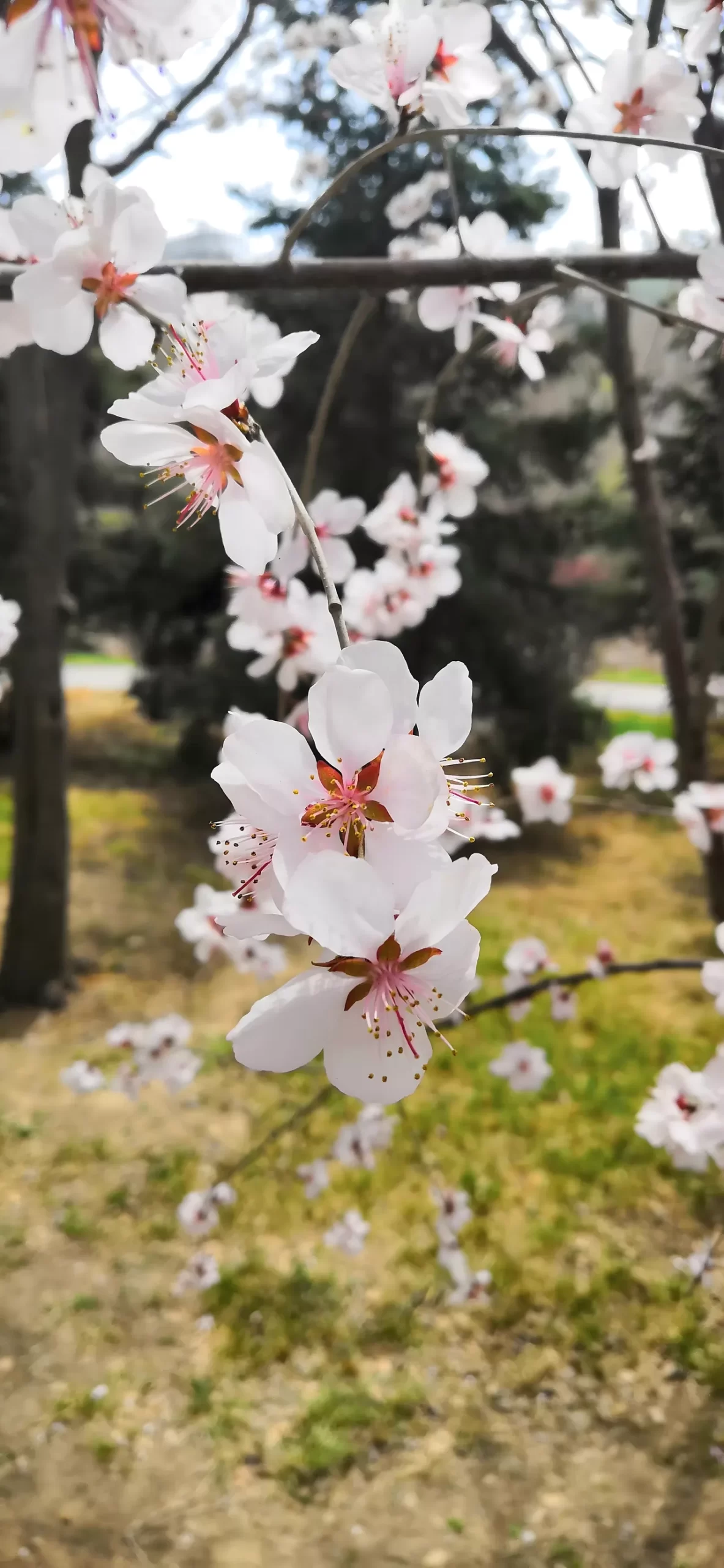 精选壁纸 | 春风吹海棠插图6