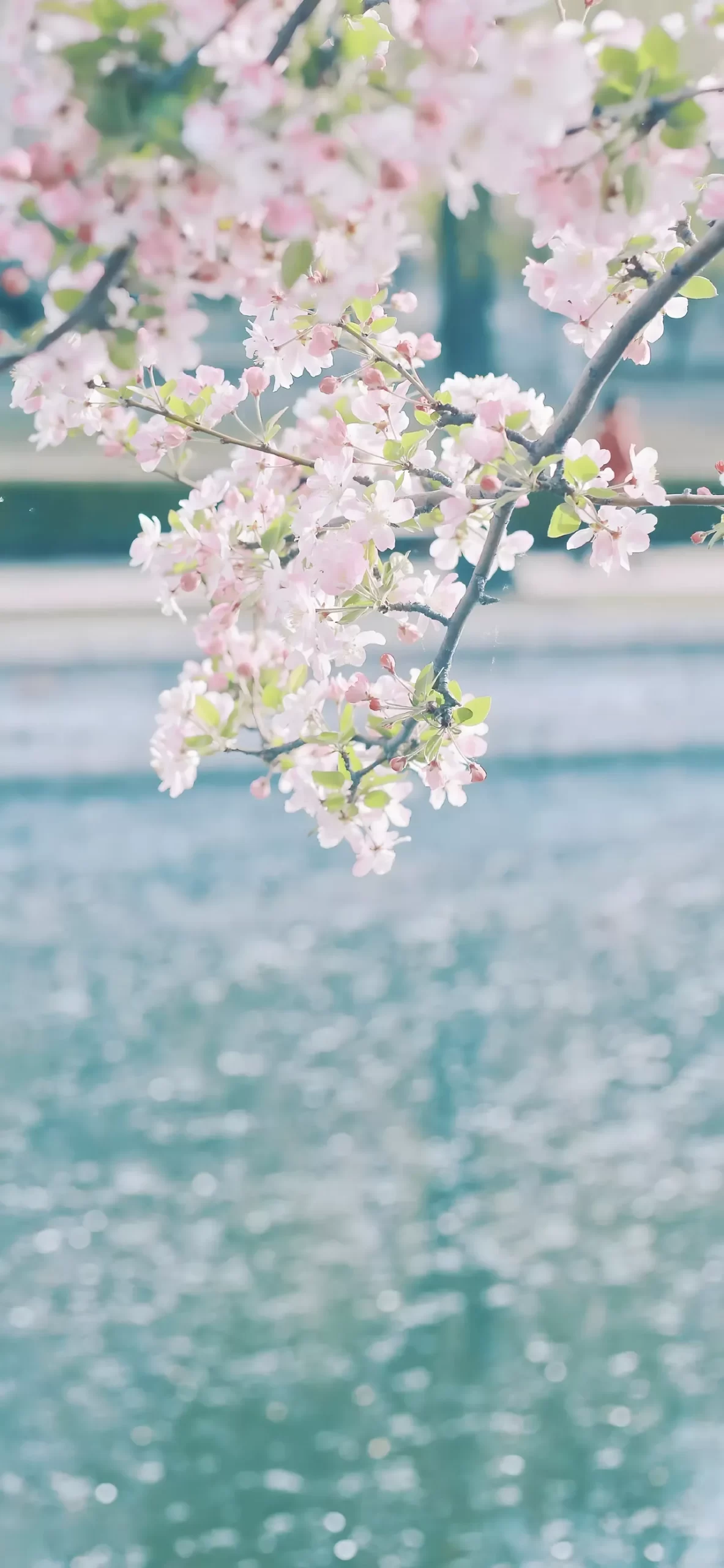精选壁纸 | 春风吹海棠插图1